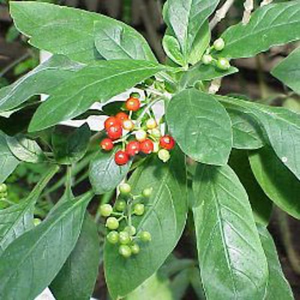 Helios Ipecacuanha 30c