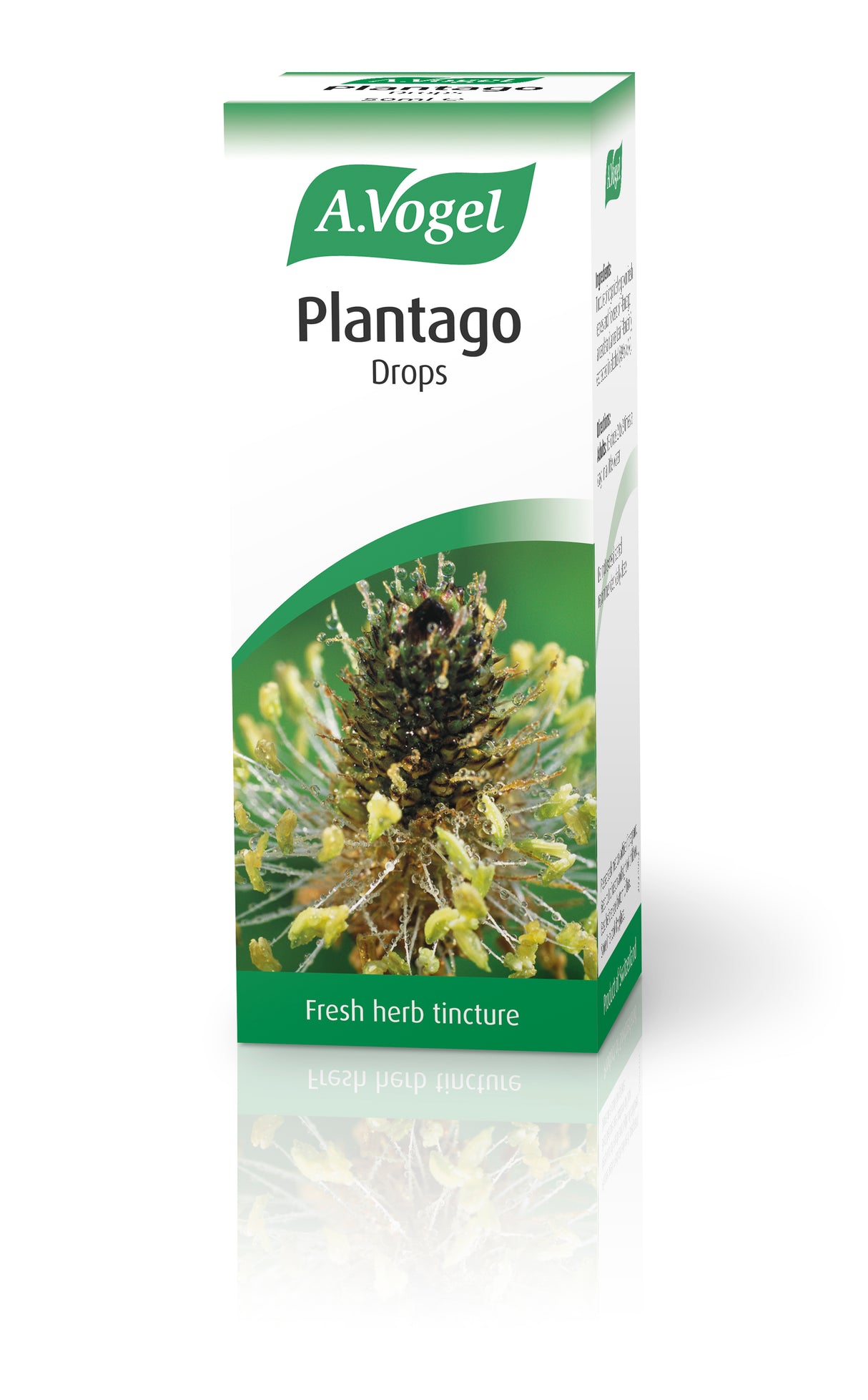 A.Vogel Plantago lanceolata