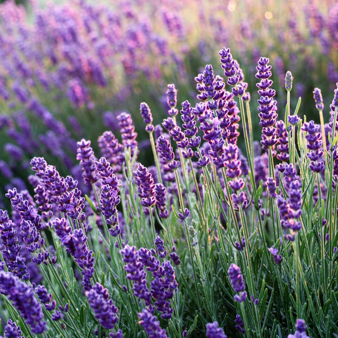 Organic Lavender French