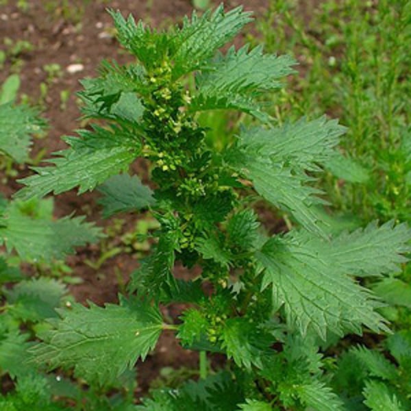 Helios Urtica Urens 30C