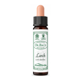 Dr Bach Larch Bach Flower Remedy by Ainsworths Natural Remedies — front view showing product label and branding, studio product photo on white background