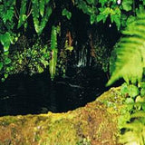 Ainsworths Rock Water Bach Flower Remedy 10ml