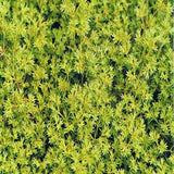 Ainsworths Scleranthus Bach Flower Remedy 10ml