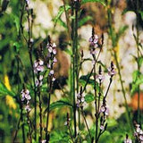 Ainsworths Original Dr. Bach Method Vervain 10ml